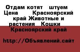 Отдам котят 3 штуем › Цена ­ 1 - Красноярский край Животные и растения » Кошки   . Красноярский край